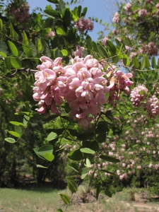 Robinia neomexicana